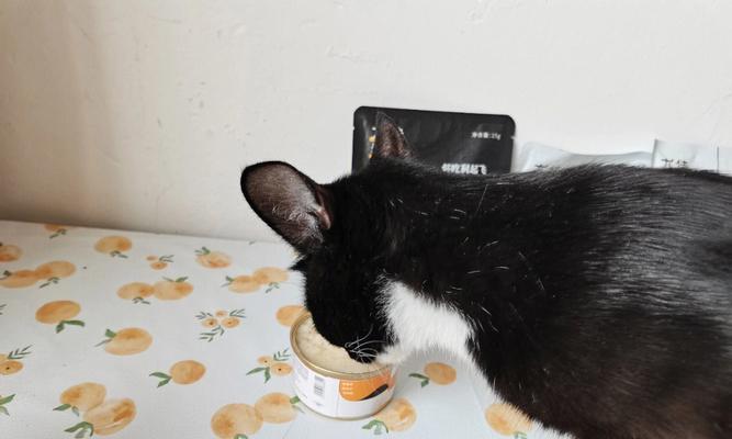 小猫嗜吃零食胜过猫粮，如何让它们健康饮食（以宠物为主）