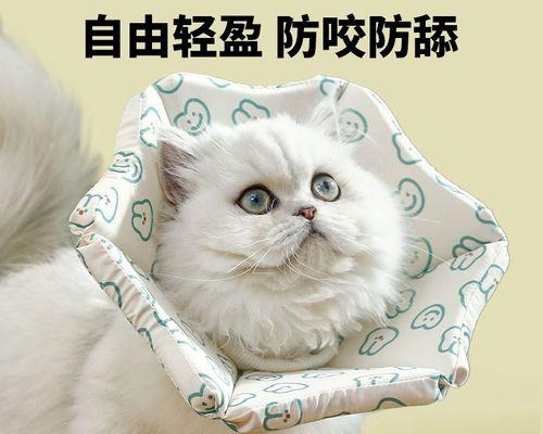 急救措施！小猫项圈中毒了怎么办（以宠物为主）