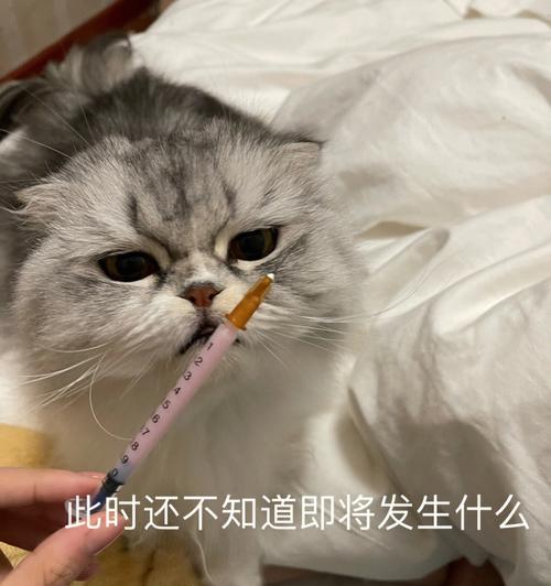 小猫的心脏问题（了解常见心脏病症及如何预防）