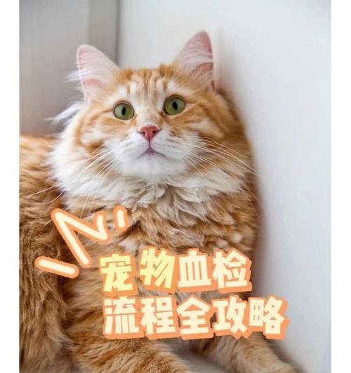 小猫血配什么后果（宠物医学科普）