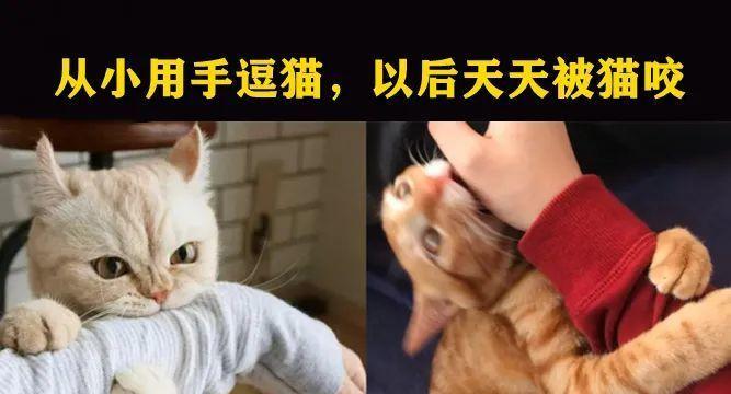 如何训练小猫不咬人（以小猫训练师的经验分享）