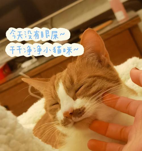 为什么小猫眼屎多（探究小猫眼屎多的原因）