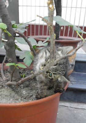 宠物小猫不能碰的植物（小猫咬植物的后果及如何保护小猫安全）