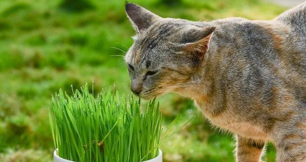 宠物小猫不能碰的植物（小猫咬植物的后果及如何保护小猫安全）