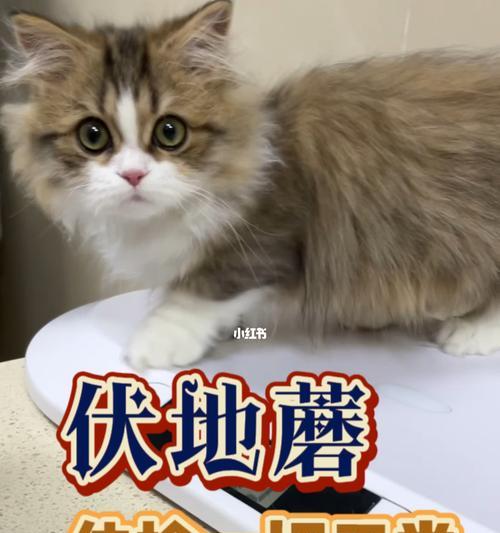 小猫为什么需要体检（保护宠物健康）