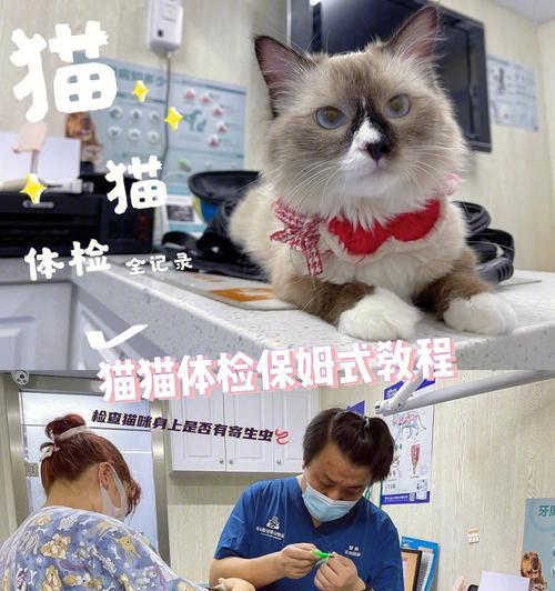 小猫为什么需要体检（保护宠物健康）