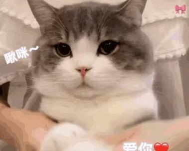 小猫疾病防治指南（宠物猫生病了怎么办）