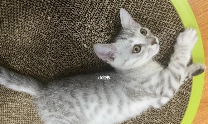 宠物小猫拉屎时间及注意事项（养宠物小猫需要掌握的关键信息）