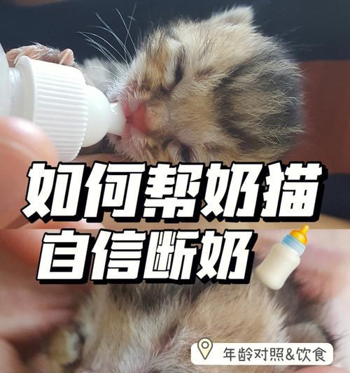 宠物猫的断奶时间（小猫断奶时间）