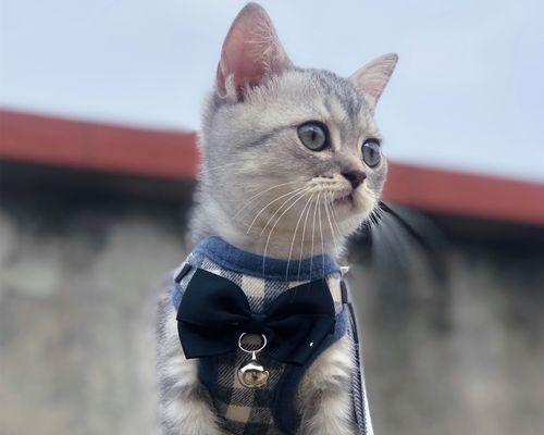 小猫每天的饮食量正常吗（宠物养护｜如何正确衡量小猫的饮食量）