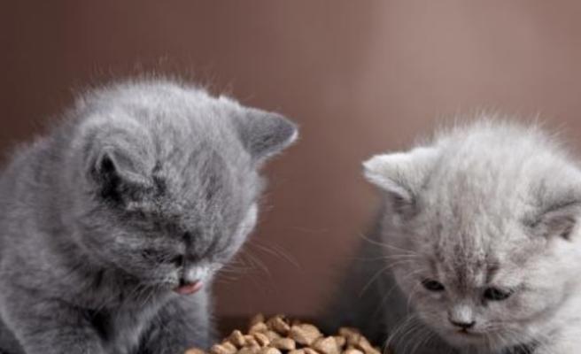 小猫的饮食与呕吐现象（探究宠物小猫的饮食习惯和呕吐原因）