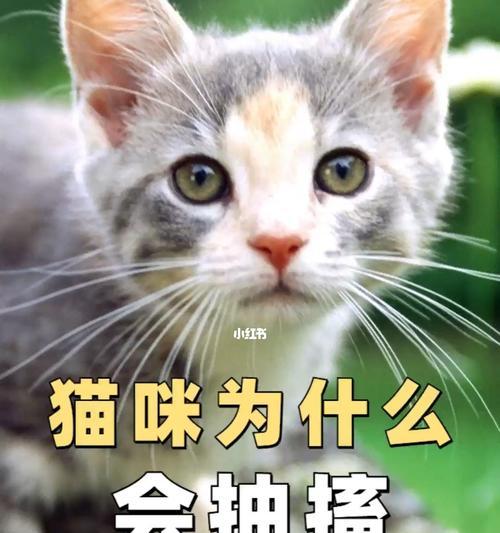 宠物小猫为什么会抽搐（了解小猫抽搐的原因和治疗方法）