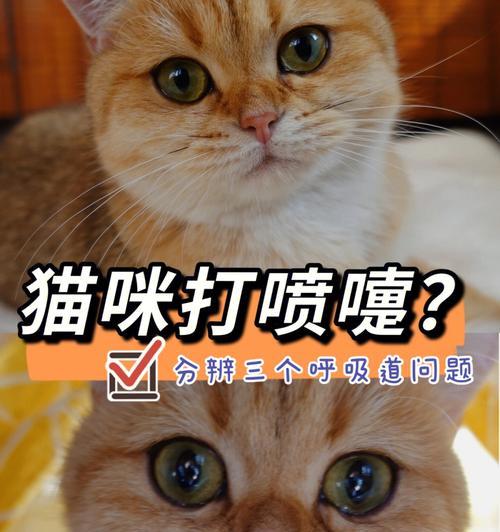 如何应对宠物小猫频繁打喷嚏流鼻涕（解决小猫打喷嚏流鼻涕的方法和建议）