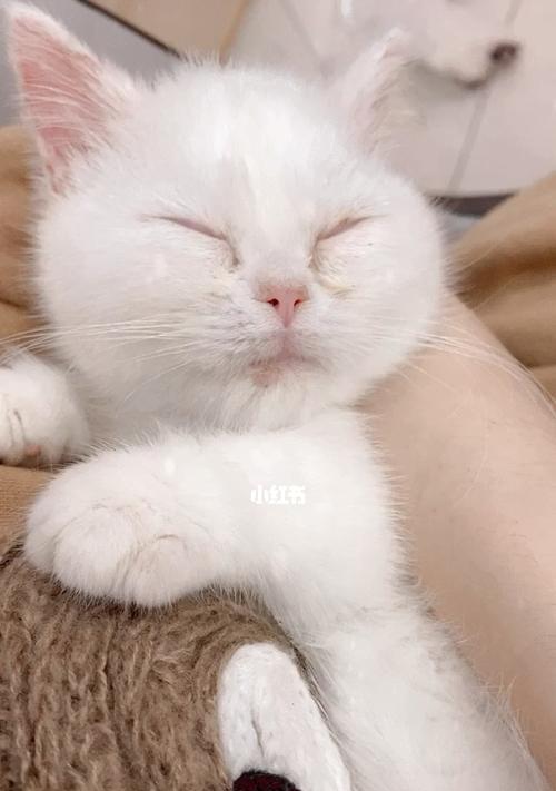 小猫的呼呼声（探寻宠物猫的睡眠习惯）