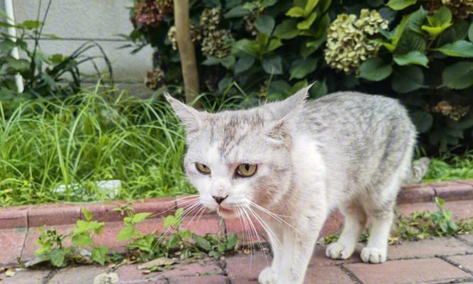 《福来恩，宠物猫的必备营养品》（用福来恩让宠物猫更健康）