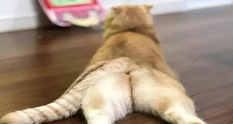 宠物小猫脱肛怎么办（解决宠物小猫脱肛的方法与注意事项）