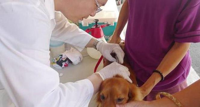 宠物狂犬病防治指南（小猫患狂犬病怎么办）