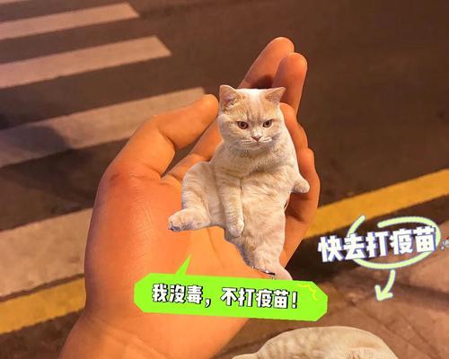 小猫育苗打几针，养宠必备（关于如何为宠物猫做好育苗接种的指南）