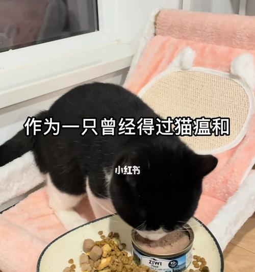 小猫为什么会得猫瘟（宠物猫瘟病的症状和预防方法）