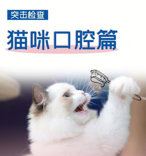 小猫口臭问题如何解决（以宠物为主）