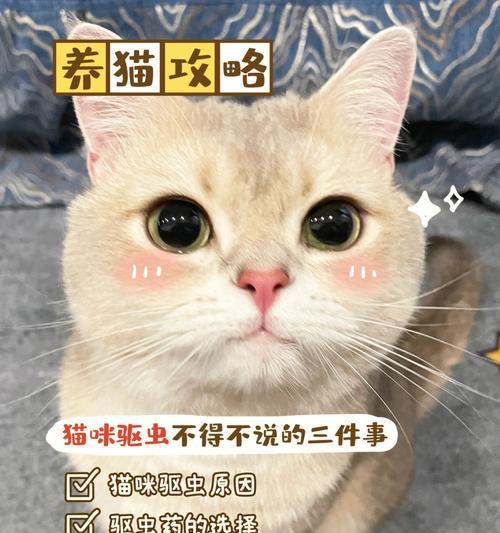 养宠物必备，小猫驱虫全攻略（从口服药到预防措施）