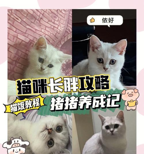 宠物小猫怎么样才能健康长胖（探秘小猫健康饮食和运动秘籍）