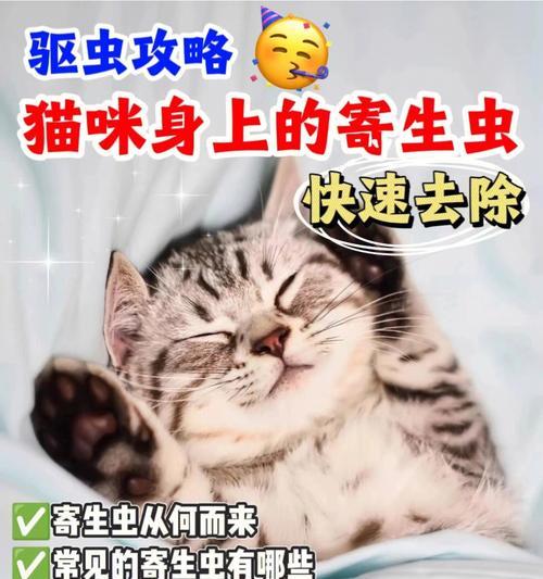 小猫如何预防寄生虫（宠物健康从护理开始）