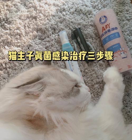 小猫真菌性脱毛症，如何治疗？