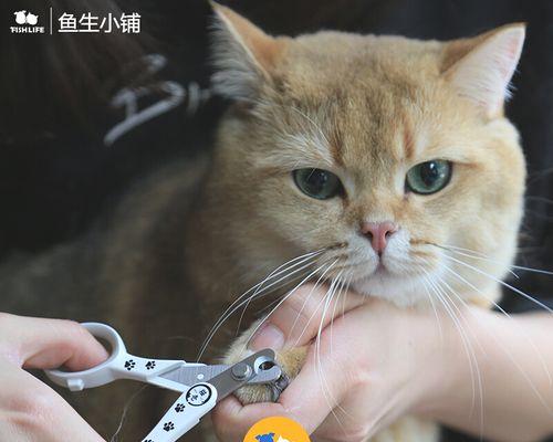 小猫指甲修剪的方法与技巧（宠物家长必知的小猫指甲修剪技巧）