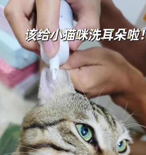 小猫总挠耳根，是什么原因呢（宠物耳部疾病的症状和治疗方法）