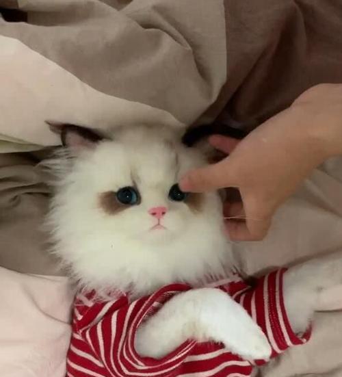 小猫为什么总是舔人的脸（探究宠物猫的行为习惯和心理）