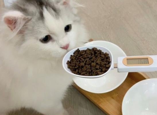 宠物小猫的健康饮食指南（以小猫做月吃什么为例）