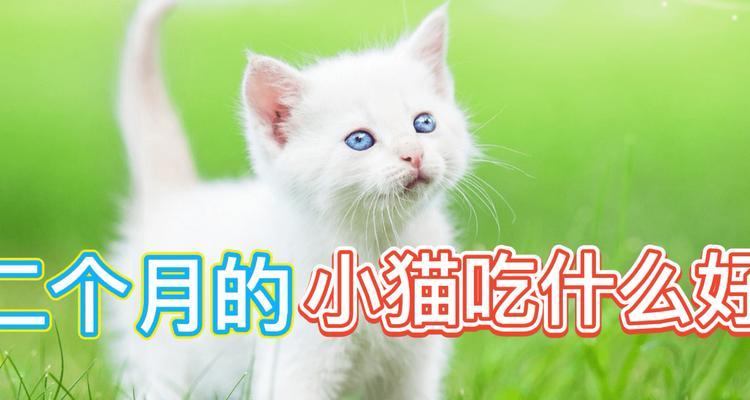 宠物小猫的健康饮食指南（以小猫做月吃什么为例）