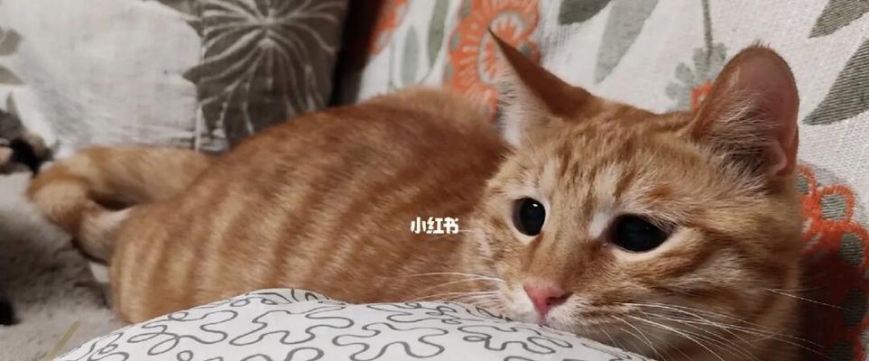 宠物小猫被欺负哭了，主人该怎么办（小猫咪被大狗欺负）