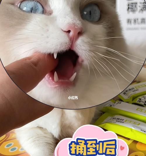 小猫咪的温柔本质（宠物养成中如何培养温顺的小猫咪）