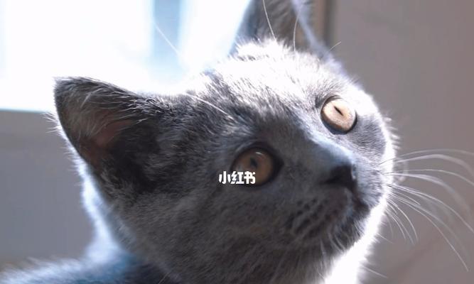 小猫咪的眼睛多大长好（宠物保健指南）