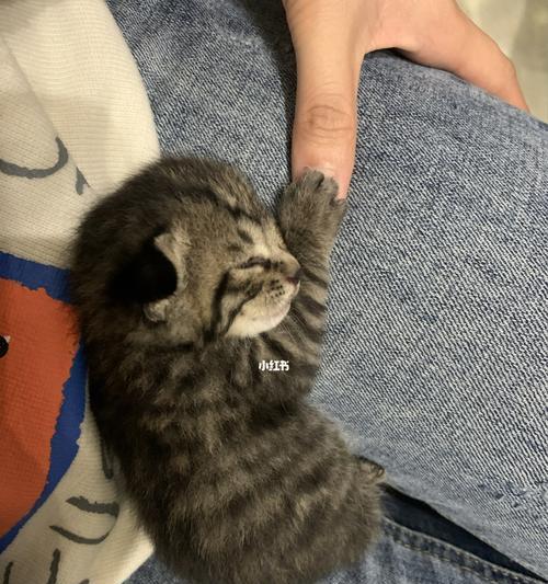 揭秘小猫咪肚子鼓鼓的原因（解读宠物饮食）