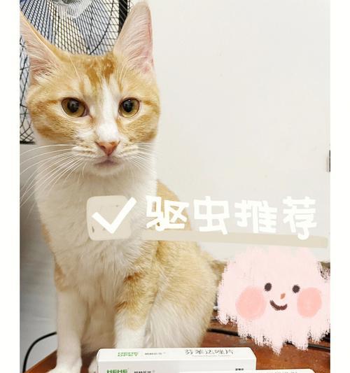 小猫咪何时进行驱虫（宠物健康保障）