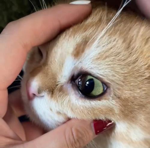 如何处理宠物猫咪老流眼屎（给宠物健康生活的简单方法）