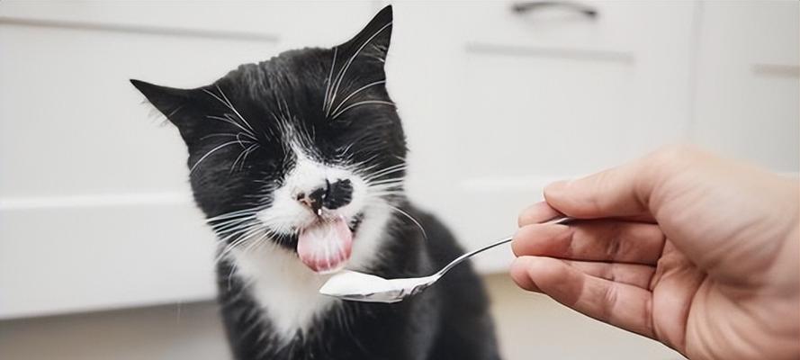 小猫咪的饮食（探讨小猫咪喝酸奶的益处和注意事项）