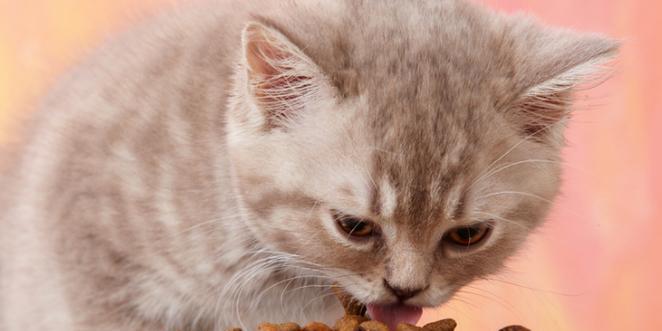 小猫咪呕吐猫粮的原因及处理方法（宠物健康需谨慎）