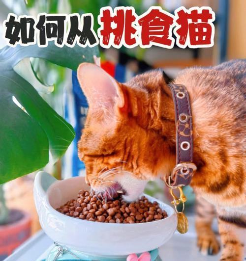 小猫咪挑食怎么办（以宠物为主）