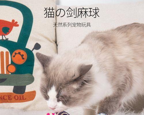 小猫咪的咬人行为究竟是为何（揭秘猫咪咬人的原因及解决方法）