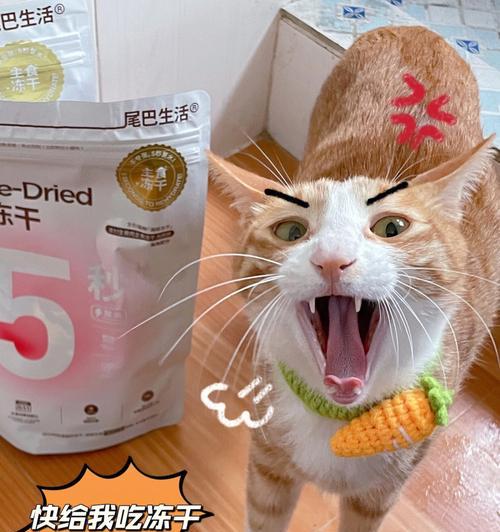 小猫咪的饮水量究竟该如何掌握（了解宠物猫的生理需求）