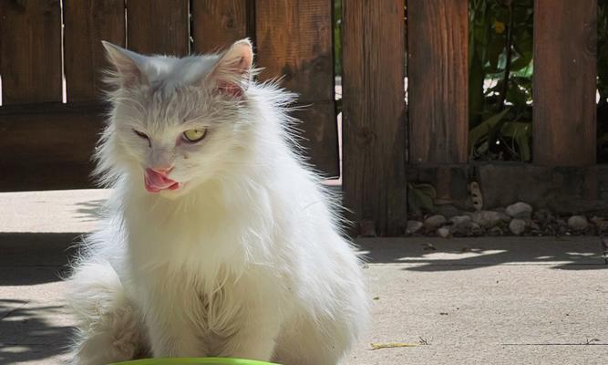 小猫咪的饮水量究竟该如何掌握（了解宠物猫的生理需求）