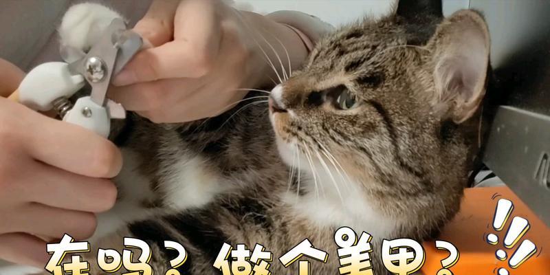 如何为你的宠物猫咪剪指甲（教你正确的猫咪指甲修剪方法）