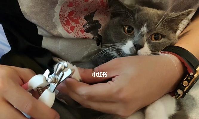 如何为你的宠物猫咪剪指甲（教你正确的猫咪指甲修剪方法）