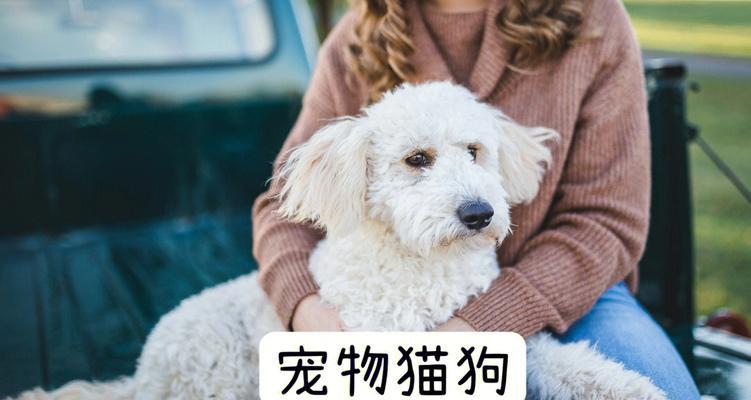 狗狗月经的注意事项（为你的宠物健康着想）