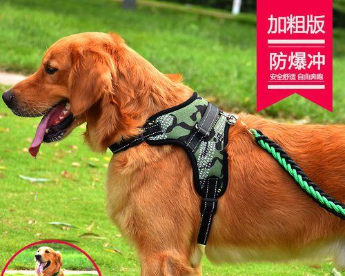 宠物狗怎么避孕（了解避孕方法）