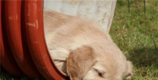 狗为什么会突然得犬瘟（探讨宠物犬瘟的发病原因与预防方法）